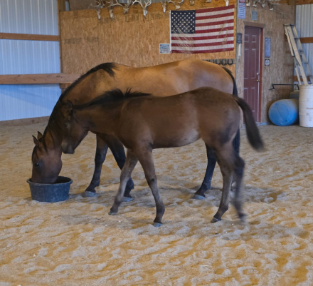 HorseID: 2317607 Marlo - PhotoID: 1104427