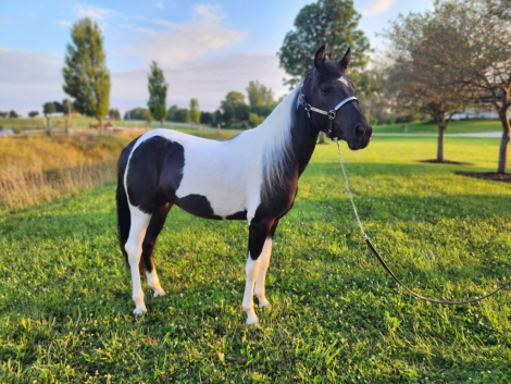 HorseID: 2317611 Lucy - PhotoID: 1104434