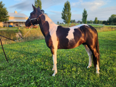 HorseID: 2317611 Lucy - PhotoID: 1104435