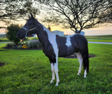 HorseID: 2317611 Lucy - PhotoID: 1104436