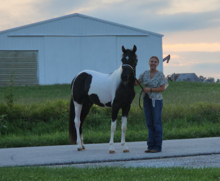 HorseID: 2317611 Lucy - PhotoID: 1104437
