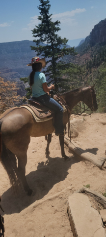 HorseID: 2317614 Colonels Rippinitup - PhotoID: 1104442