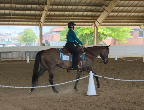 HorseID: 2317614 Colonels Rippinitup - PhotoID: 1104443