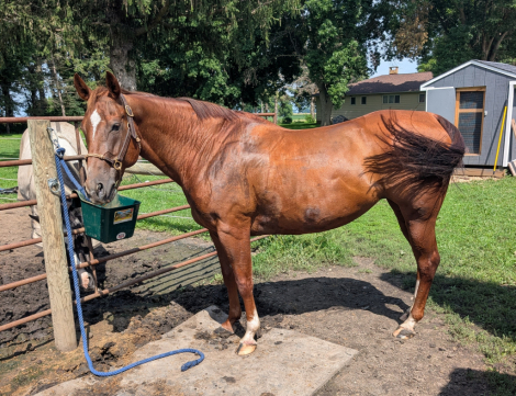 HorseID: 2317622 Smooch Olena - PhotoID: 1104448
