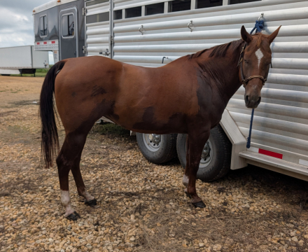 HorseID: 2317622 Smooch Olena - PhotoID: 1104449