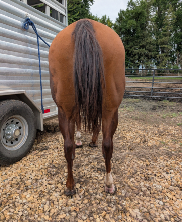 HorseID: 2317622 Smooch Olena - PhotoID: 1104450