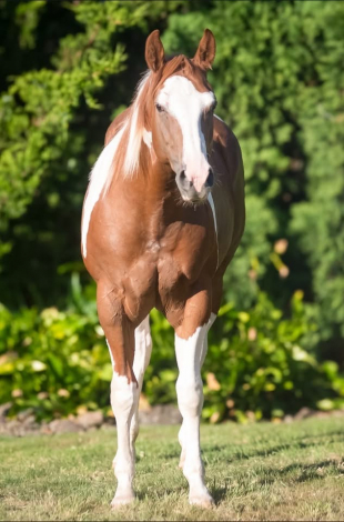 HorseID: 2317625 Mr Beau Briggs - PhotoID: 1104459