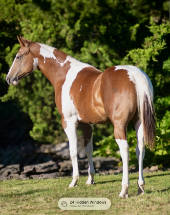HorseID: 2317625 Mr Beau Briggs - PhotoID: 1104460