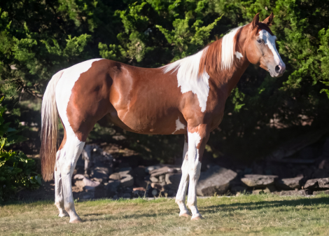 HorseID: 2317625 Mr Beau Briggs - PhotoID: 1104461