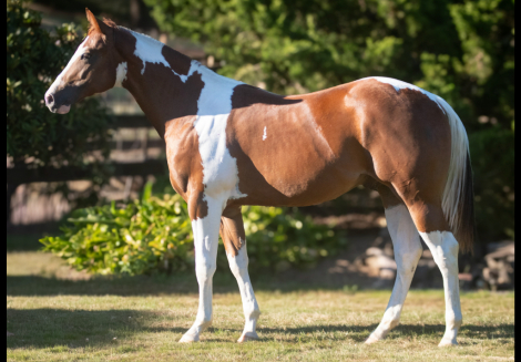 HorseID: 2317625 Mr Beau Briggs - PhotoID: 1104462