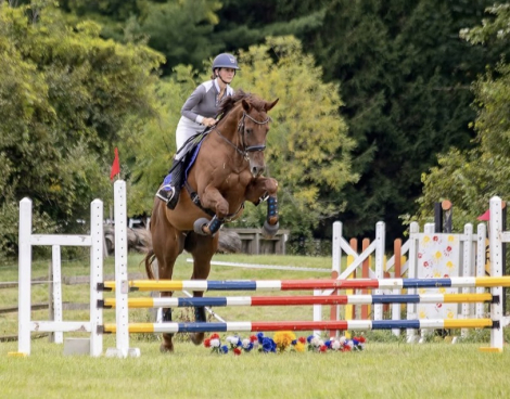 HorseID: 2317647 Gran Patron (Alvaro) - PhotoID: 1104482