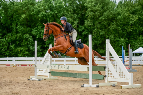 HorseID: 2317647 Gran Patron (Alvaro) - PhotoID: 1104484