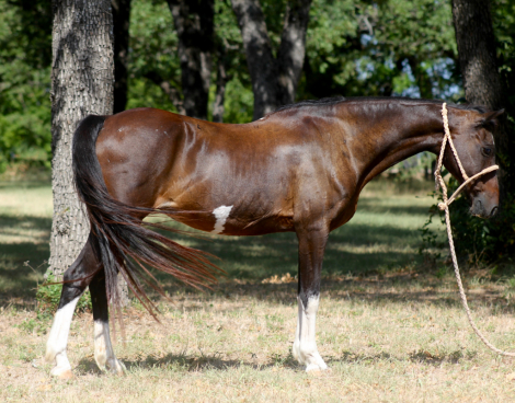 HorseID: 2317655 Pippi - PhotoID: 1104490