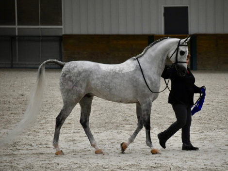 HorseID: 2317672 TEMPSTAR MFA - PhotoID: 1104503