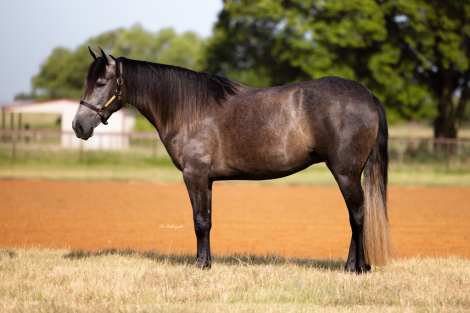HorseID: 2317678 Artemisa - PhotoID: 1104508