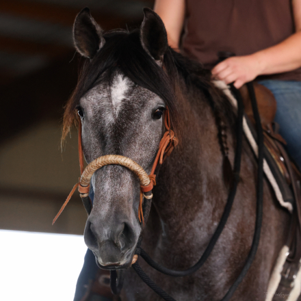 HorseID: 2317678 Artemisa - PhotoID: 1104510