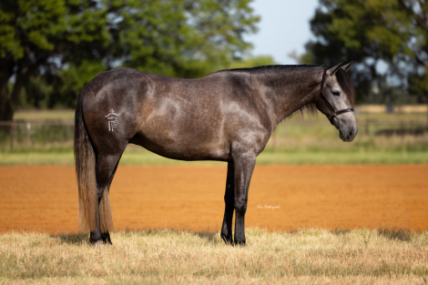 HorseID: 2317678 Artemisa - PhotoID: 1104511