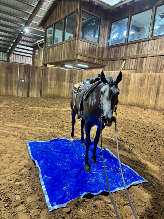 HorseID: 2317678 Artemisa - PhotoID: 1104512