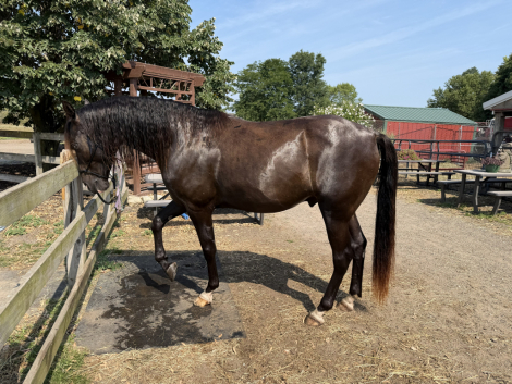 HorseID: 2317689 Cash's Blu Winchester - PhotoID: 1104543