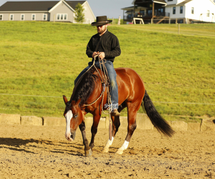 HorseID: 2317690 Jay Lo Nite - PhotoID: 1104527