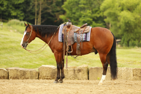 HorseID: 2317690 Jay Lo Nite - PhotoID: 1104528