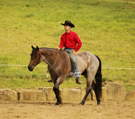 HorseID: 2317691 JJ Rowdy Poco Furlo - PhotoID: 1104519