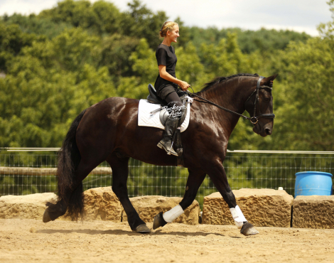 HorseID: 2317692 Logos Dan - PhotoID: 1104532