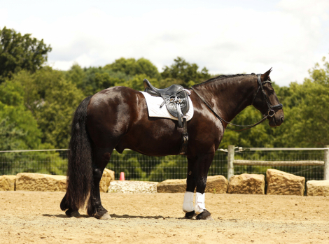 HorseID: 2317692 Logos Dan - PhotoID: 1104534