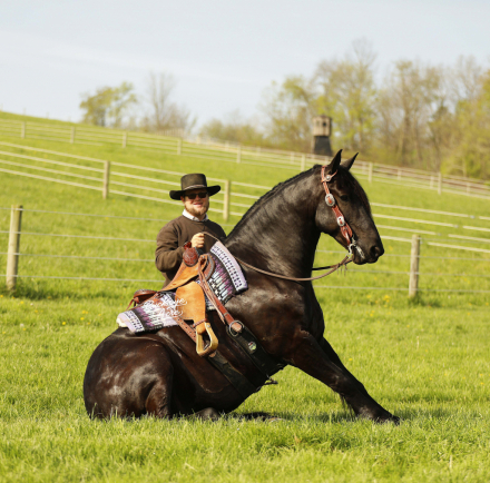 HorseID: 2317692 Logos Dan - PhotoID: 1104535