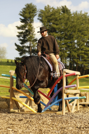 HorseID: 2317692 Logos Dan - PhotoID: 1104536
