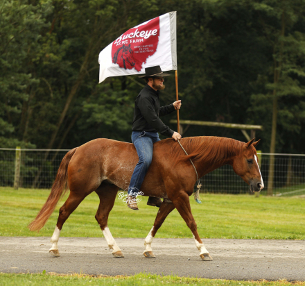 HorseID: 2317693 Nite Trip Chic - PhotoID: 1104515