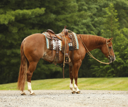 HorseID: 2317693 Nite Trip Chic - PhotoID: 1104516