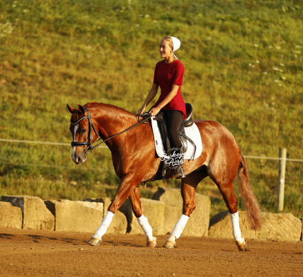 HorseID: 2317693 Nite Trip Chic - PhotoID: 1104517