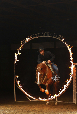 HorseID: 2317693 Nite Trip Chic - PhotoID: 1104518