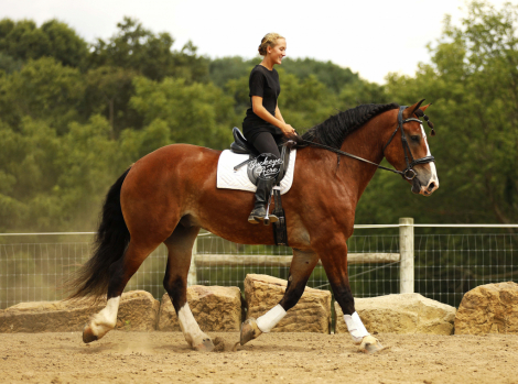 HorseID: 2317694 Buckeyes Waylon - PhotoID: 1104538