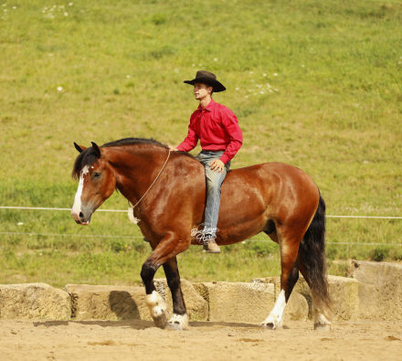HorseID: 2317694 Buckeyes Waylon - PhotoID: 1104540