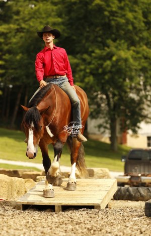 HorseID: 2317694 Buckeyes Waylon - PhotoID: 1104542