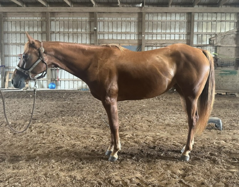 HorseID: 2317702 CB Meant To Be - PhotoID: 1104555