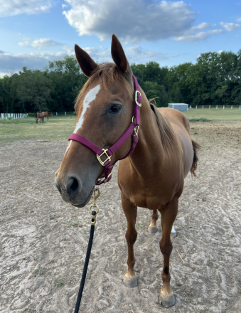 HorseID: 2317703 Sage - PhotoID: 1104596