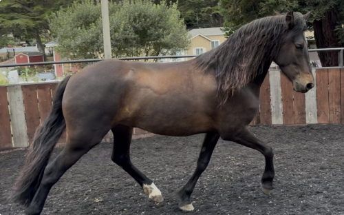 HorseID: 2317704 Rocky - PhotoID: 1104556