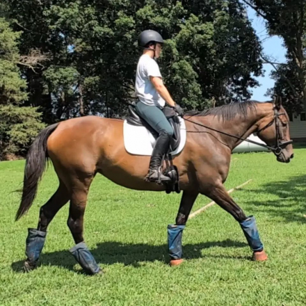 HorseID: 2317707 Cozy Gal - PhotoID: 1104559