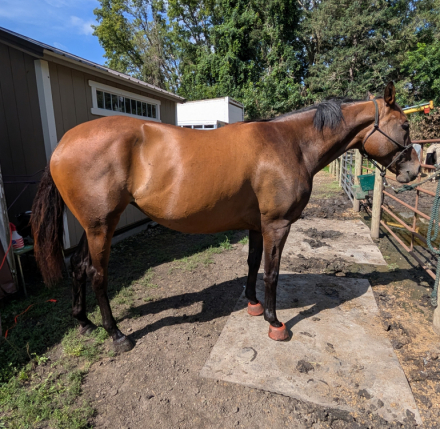 HorseID: 2317707 Cozy Gal - PhotoID: 1104560