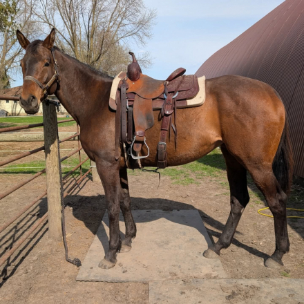 HorseID: 2317707 Cozy Gal - PhotoID: 1104561