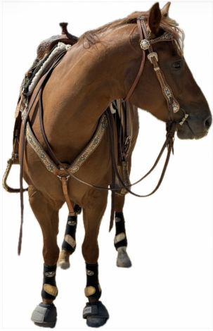 HorseID: 2317710 StreakinHotChic - PhotoID: 1104564