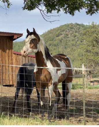 HorseID: 2317711 ONLYIFYOUREINMYLEAGUE - PhotoID: 1104566