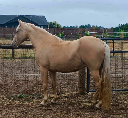 HorseID: 2317717 Roses Shawntawny Lite - PhotoID: 1104571