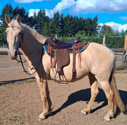 HorseID: 2317717 Roses Shawntawny Lite - PhotoID: 1104572