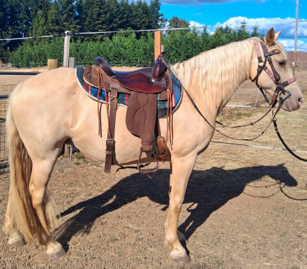HorseID: 2317717 Roses Shawntawny Lite - PhotoID: 1104573