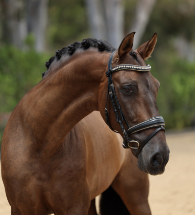 HorseID: 2317719 Aldara EDI - PhotoID: 1104575