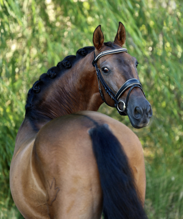 HorseID: 2317719 Aldara EDI - PhotoID: 1104576